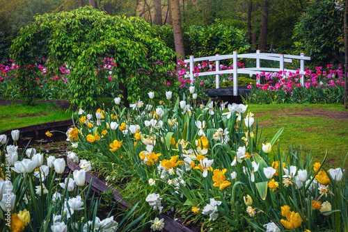 Amazing part of ornamental garden with colorful tulips and bushes photo