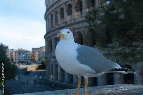 Seagull in Roma in front of Coliseum