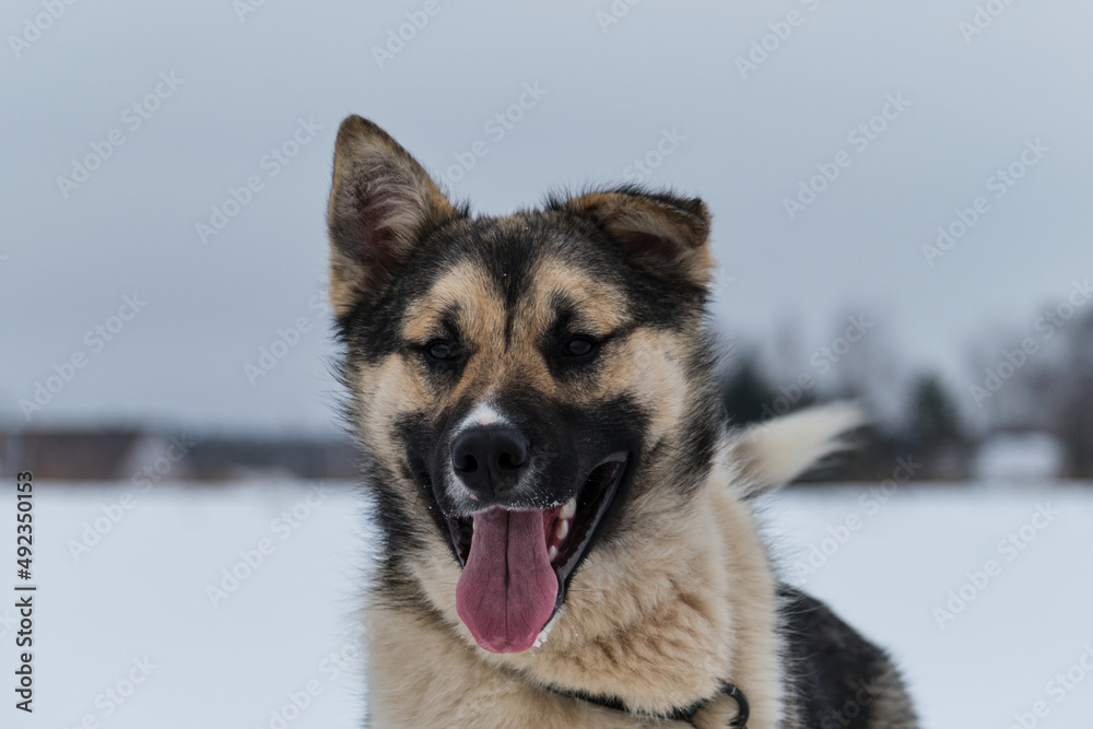 Northern sled dog Alaskan Husky in winter outside in snow. Portrait of large red white mongrel front view. Long nose and protruding tongue. One ear standing, other lying. Northern sled dog Alaskan Husky in winter outside in snow. Portrait of large red white mongrel front view. Long nose and protruding tongue. One ear standing, other lying.