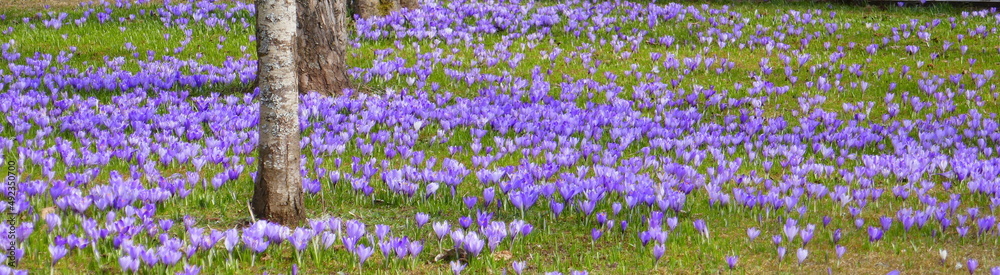 Krokusblüte in Bad Teinach-Zavelstein
