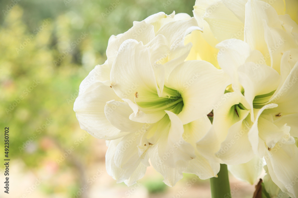 Hippeastrum Amaryllis flowers in the garden Hippeastrum Amaryllis flowers in the garden