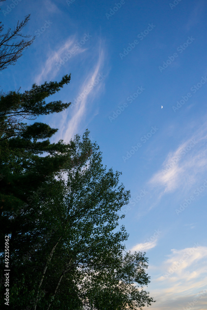 Evening sky with trees Evening sky with trees