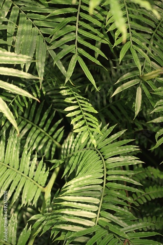 fern leaves