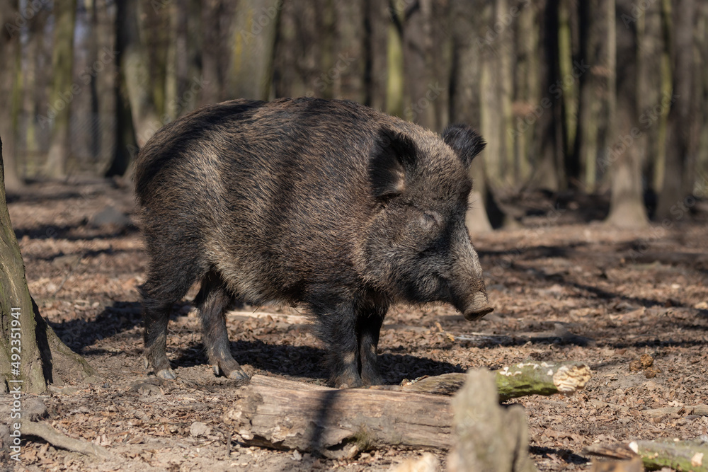 Wild boar - Sus scrofa - in the forest and by the in its natural habitat. Photo of wild nature. Wild boar - Sus scrofa - in the forest and by the in its natural habitat. Photo of wild nature.