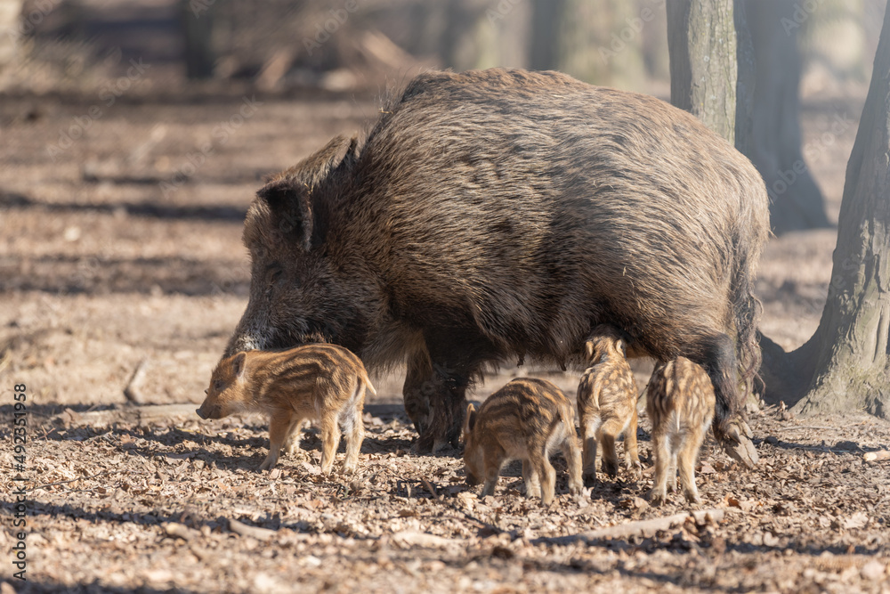 Wild boar - Sus scrofa - in the forest and by the in its natural habitat. Photo of wild nature. Wild boar - Sus scrofa - in the forest and by the in its natural habitat. Photo of wild nature.