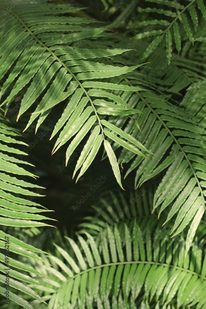 fern leaves