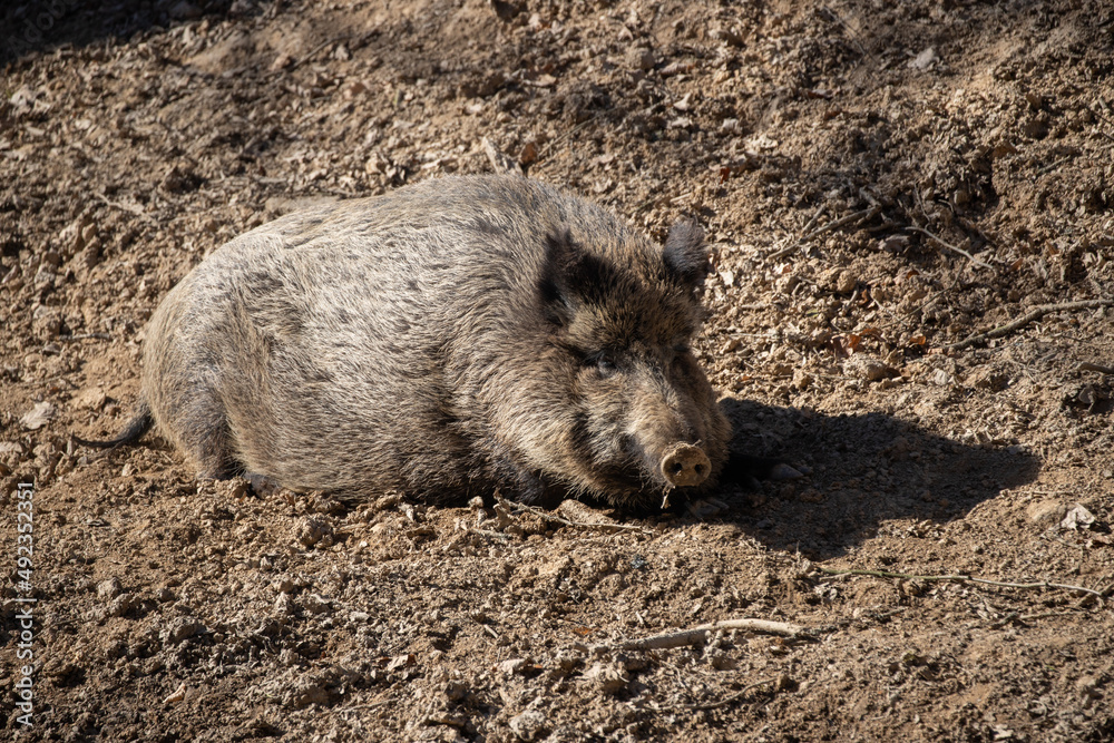Wild boar - Sus scrofa - in the forest and by the in its natural habitat. Photo of wild nature.