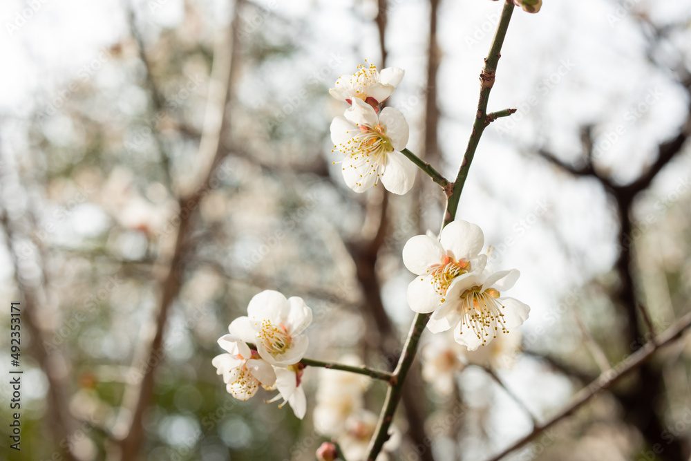 梅の花 梅の花