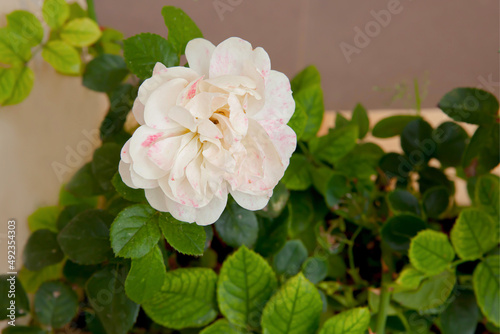 White shrub rose also know as Rosa Alba Maxima blooming in the garden