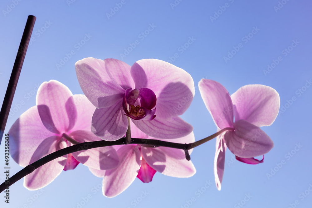 Fototapeta premium pink orchid on a window against a blue sky