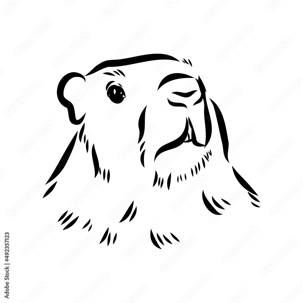 Groundhog sketch vector graphics black and white monochrome figure head