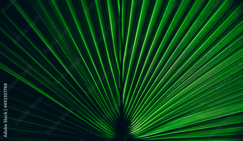 Fototapeta premium Green palm leaf texture. Symmetry nature background with botanical tropical pattern. Dark and light abstract shadow plant wallpaper.