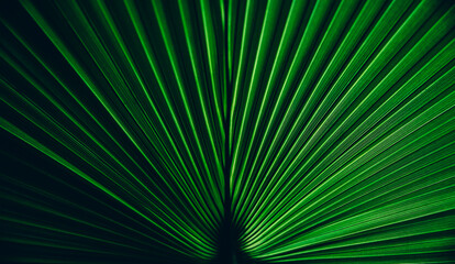 Green palm leaf texture. Symmetry nature background with botanical tropical pattern. Dark and light  abstract shadow plant wallpaper.