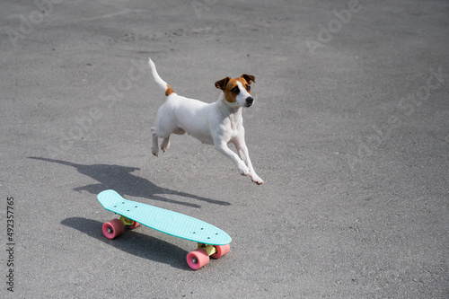 The dog rides a penny board outdoors. Jack russell terrier performing tricks on a skateboard photo