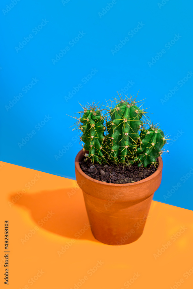 Fototapeta premium Cactus on bright orange and blue background