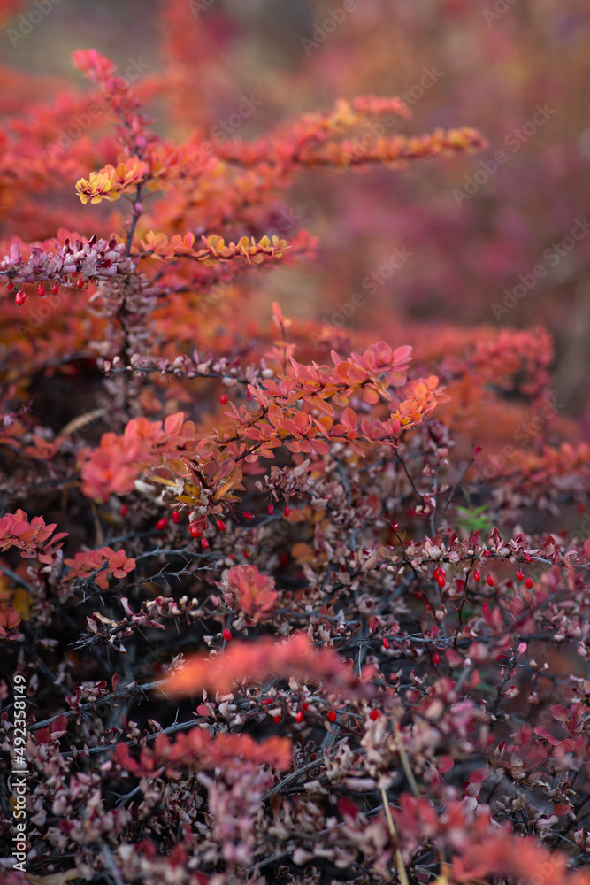 bright red barberry berries in red autumn leaves bright red barberry berries in red autumn leaves