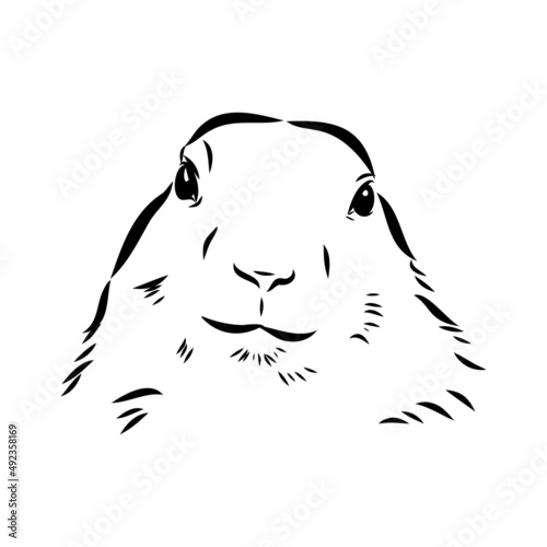 Groundhog sketch vector graphics black and white monochrome figure head