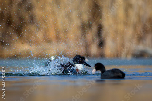 Washing duck. Colorful lake nature background. Bird:  Northern Shoveler. (Spatula clypeata).