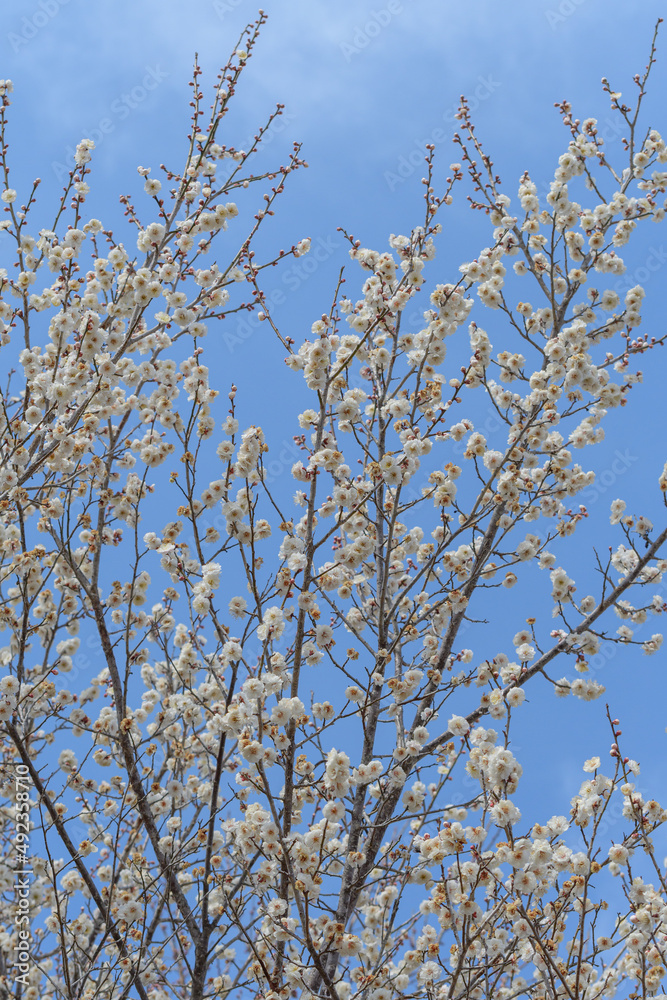 梅の花