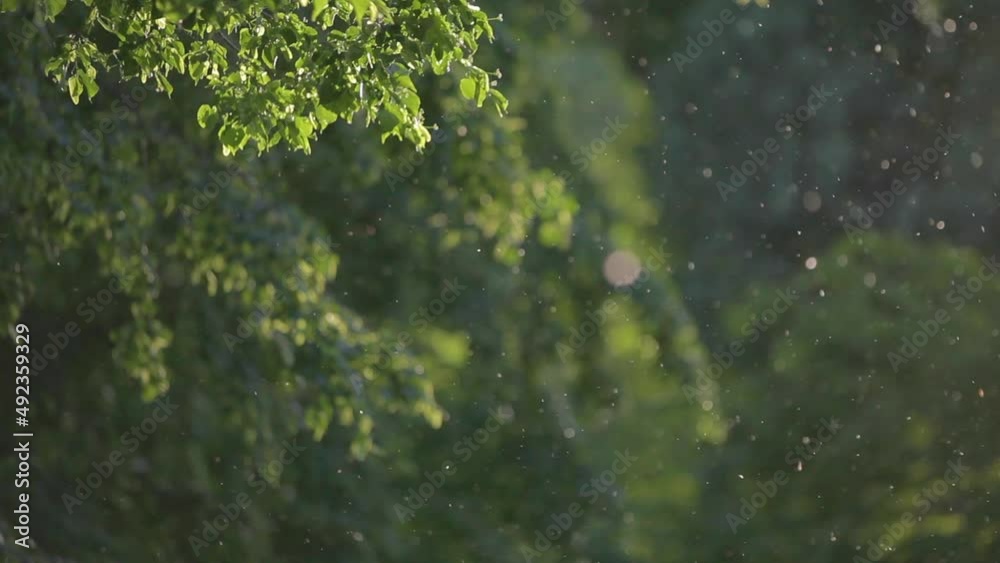 Pollen and particles fly through the air on a windy day. Telephoto lens with depth of field. Branches move in the wind.