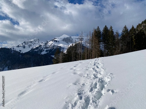 Wonderful winter hiking trails and traces on the slopes of the Alpstein mountain range and in the fresh alpine snow cover of the Swiss Alps - Unterwasser  Switzerland  Schweiz 
