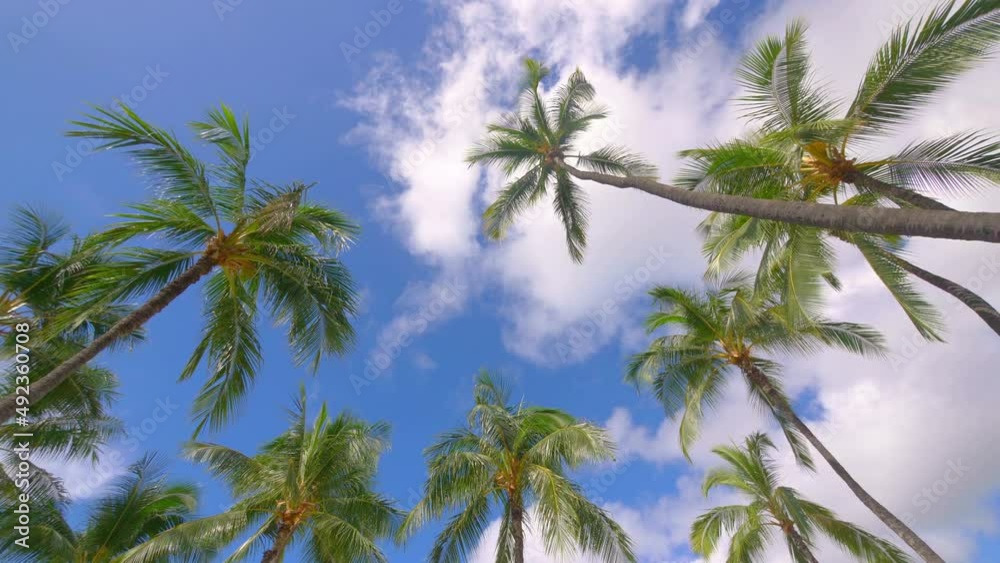 Palm trees background in 4k slow motion 60fps Palm trees background in 4k slow motion 60fps