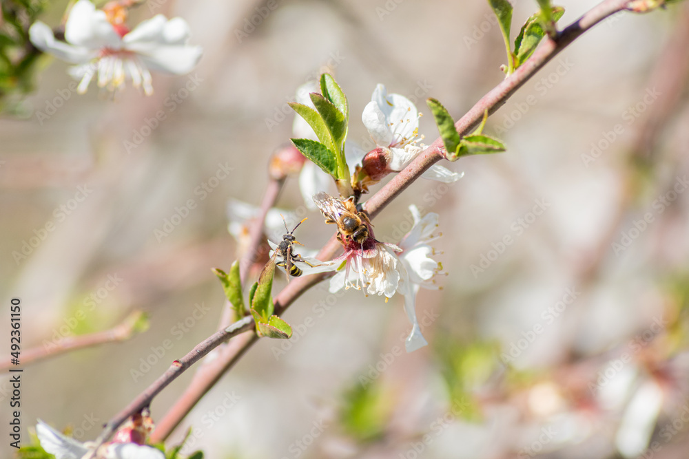 wasp collecting pollen from cherry blossom in spring wasp collecting pollen from cherry blossom in spring