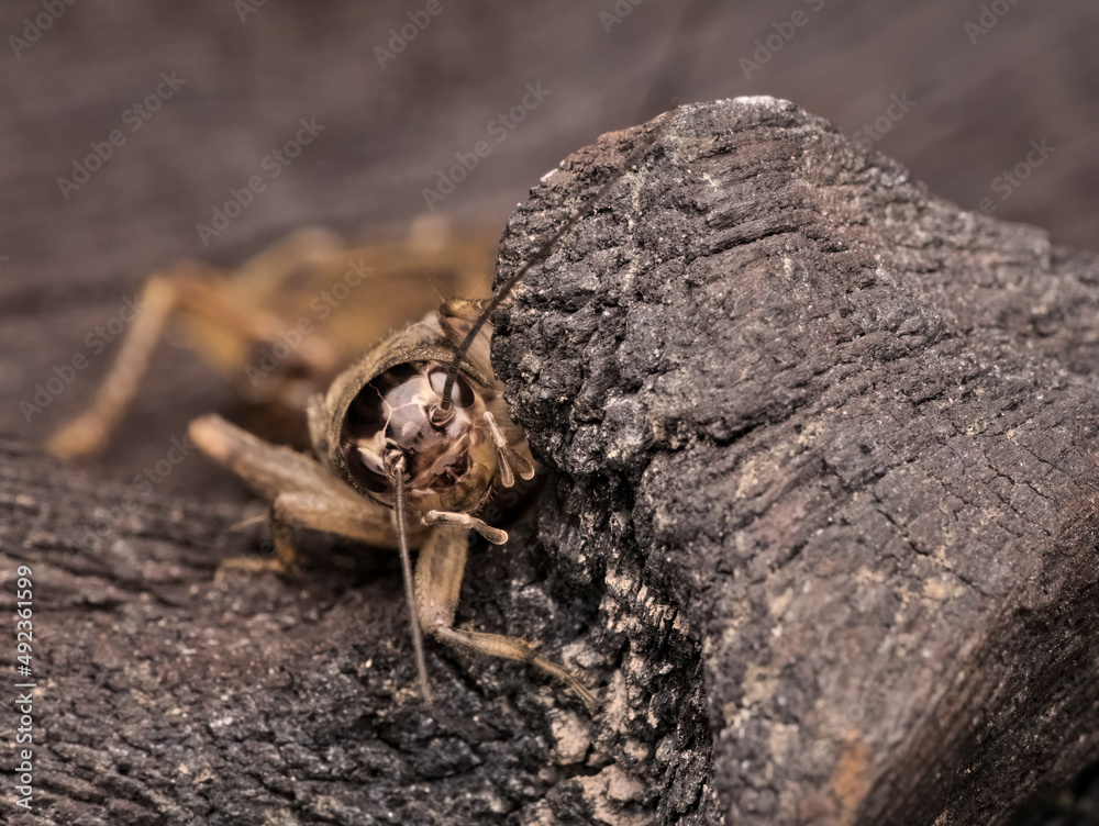 cricket on the wood seen from front