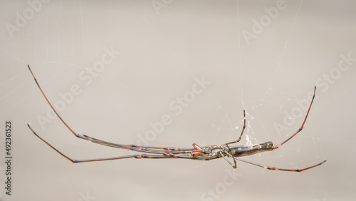 Beautiful long jawed orb weaver spider on the web