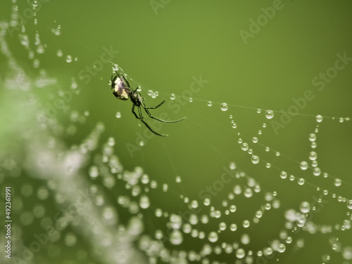 Little spider on the web with dews