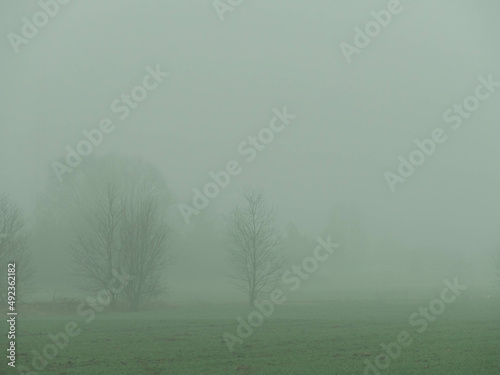 Wiosenny mglisty poranek nad łąkami. Drzewa, słupy elektryczne pogrążone są w gęstej mgle.
