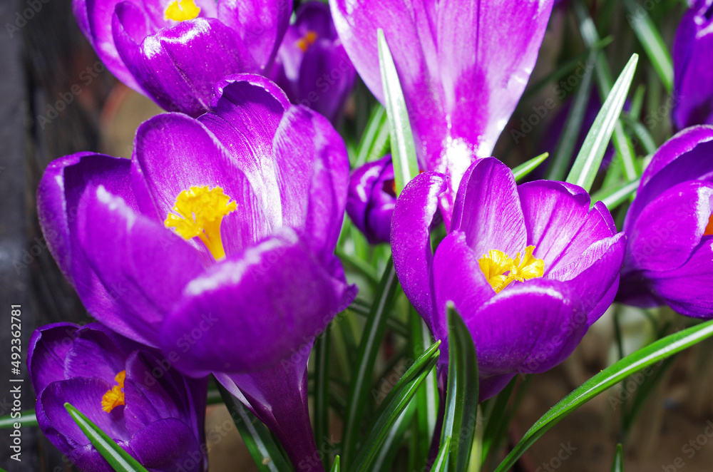 Blooming purple crocuses. Blooming purple crocuses.