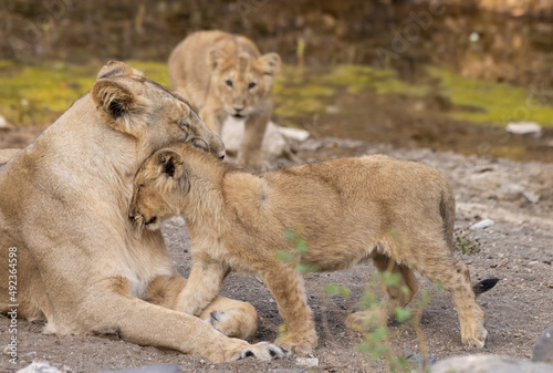 Asiatic lion female with cub(Mothers love) Click at Gir National Park, Junagadh India.  photo