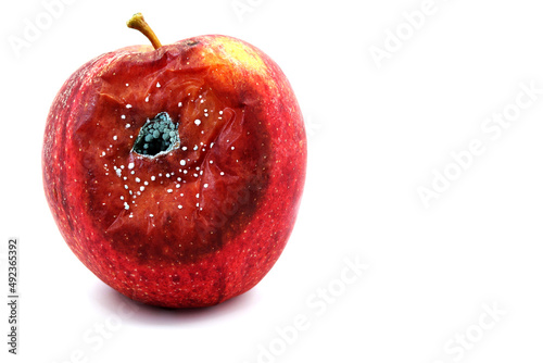 Red apple in poor condition and with fungi on a white background photo