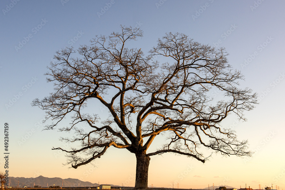 The lonely and old big tree silhouette on meadow at sunset The lonely and old big tree silhouette on meadow at sunset