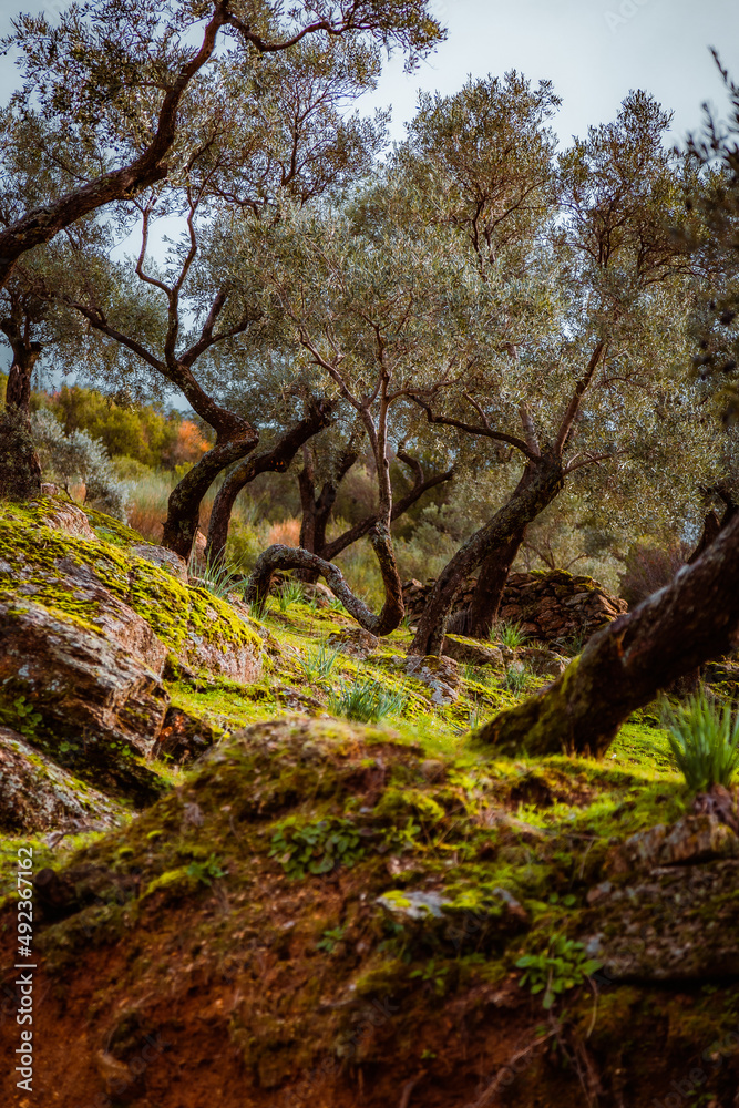 forest in autumn forest in autumn