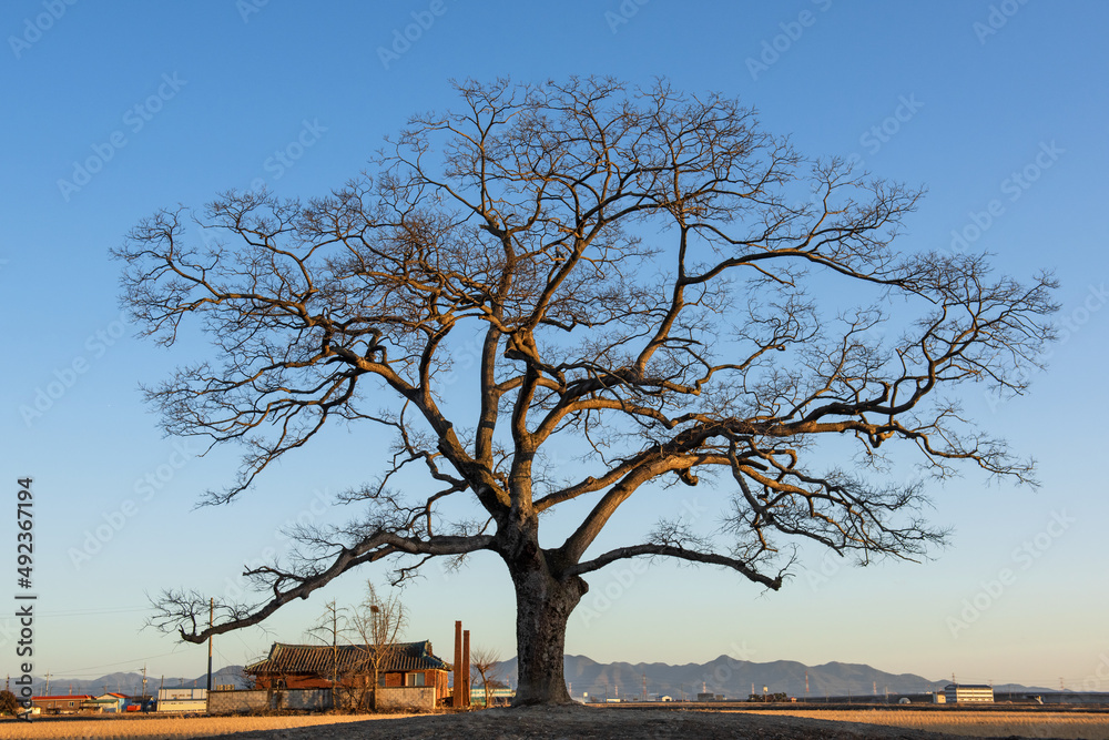 The lonely and old big tree silhouette on meadow at sunset The lonely and old big tree silhouette on meadow at sunset