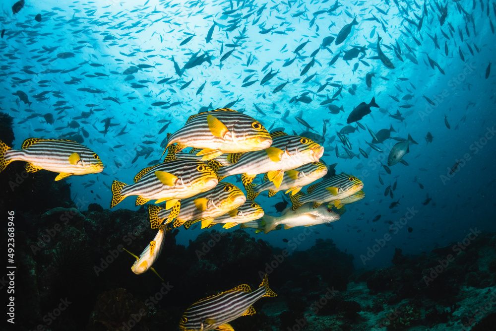 Colorful schooling reef fish, underwater photography Stock Photo
