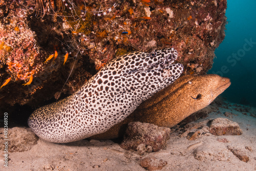 Moray Eels nestled in colorful coral reel