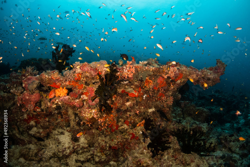 Fototapeta Naklejka Na Ścianę i Meble -  Colorful and vibrant coral reef scene, underwater photography