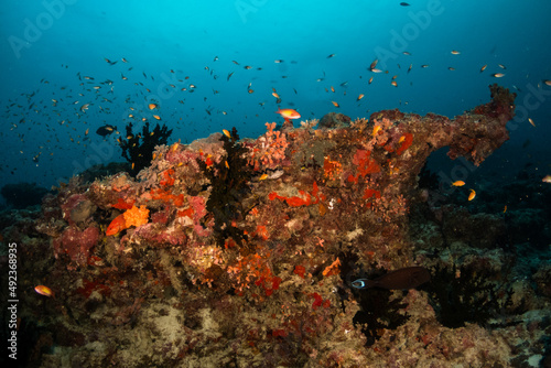 Colorful and vibrant coral reef scene, underwater photography