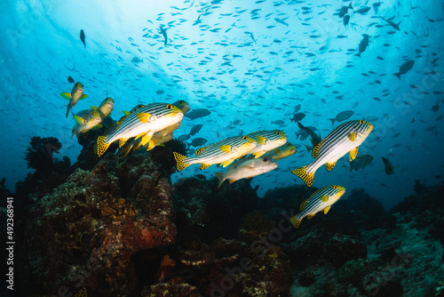 Colorful schooling reef fish, underwater photography © Aaron