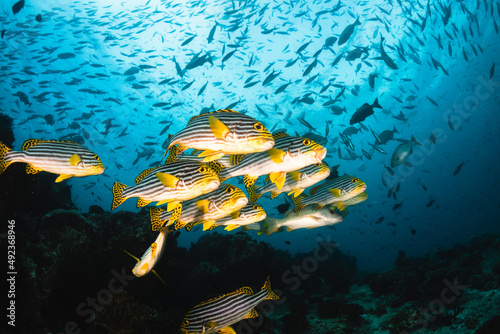 Fototapeta Naklejka Na Ścianę i Meble -  Colorful schooling reef fish, underwater photography
