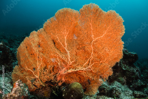 Fototapeta Naklejka Na Ścianę i Meble -  Orange sea fan, coral reef, underwater photography