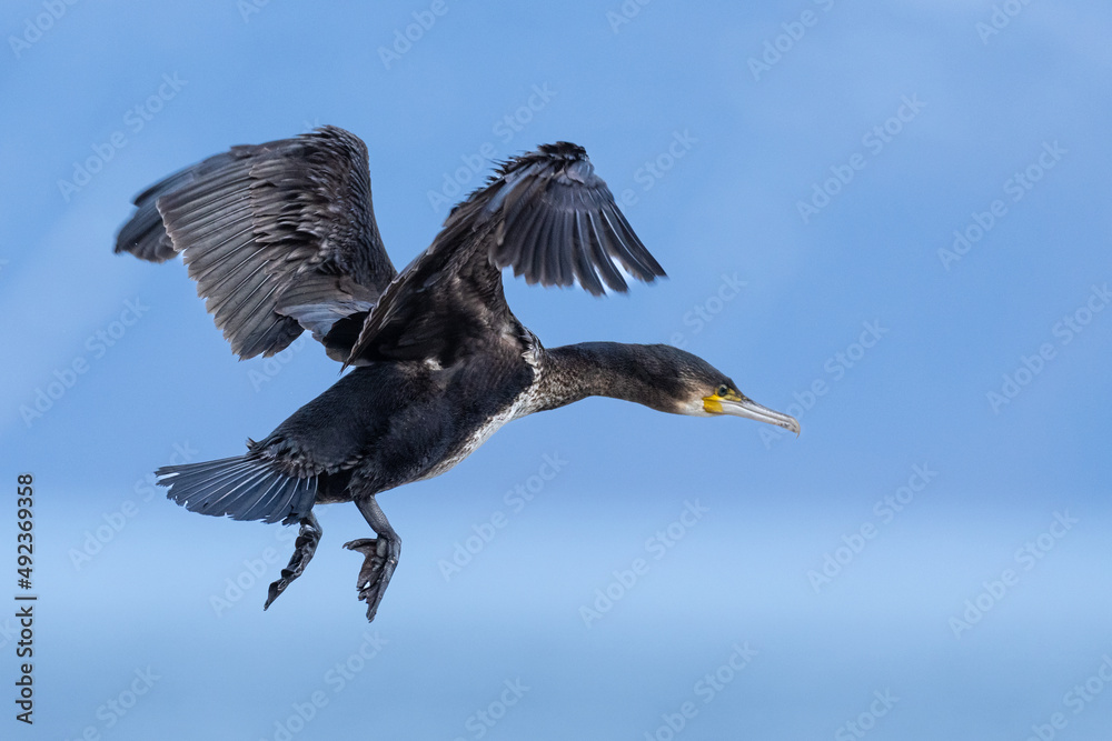 The Great cormorant (Phalacrocorax carbo) The Great cormorant (Phalacrocorax carbo)