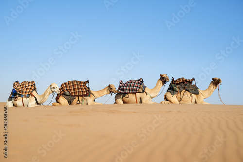 Fotografia Desert caravan. Shot of a caravan of camels in the desert.