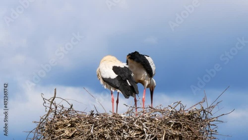 Copulation moment between a pair of white storks (Ciconia ciconia), the male with outstretched wings above the female on a nest of large branches on a lamp post during and winter in Spain