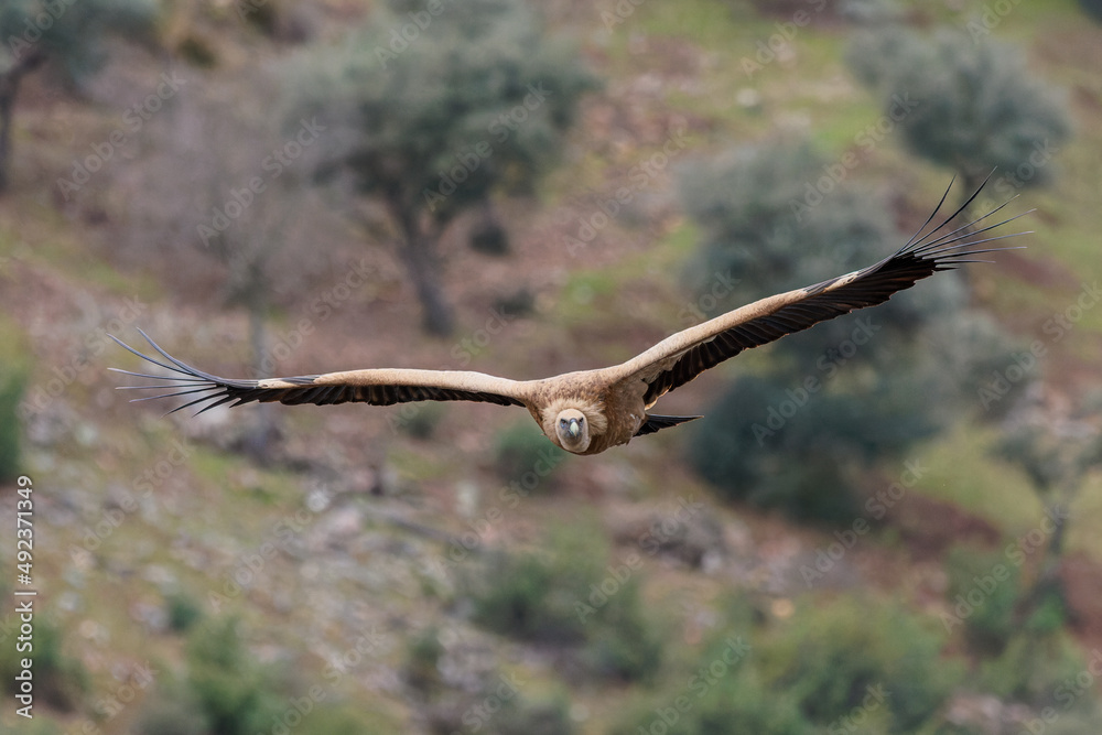 Griffon Vulture. Bird in flight. Griffon Vulture. Bird in flight.