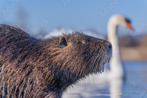 Nutria, auch Biberratte, Wasserratte oder Sumpfbiber genannt, leben in der Nähe von Wasser in selbst gegrabenen Erdhöhlen. Der aus Südamerika stammende, in Gruppen lebende Säuger ist eine invasive Art photo