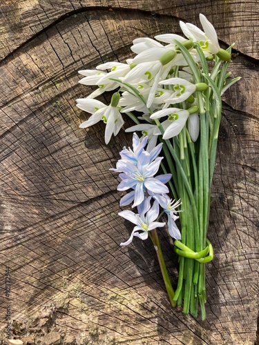 Fr  hlingsblumen Strau   mit Schneegl  ckchen auf Holz